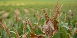 Kranke Pflanzen auf einem Feld in Bamberg