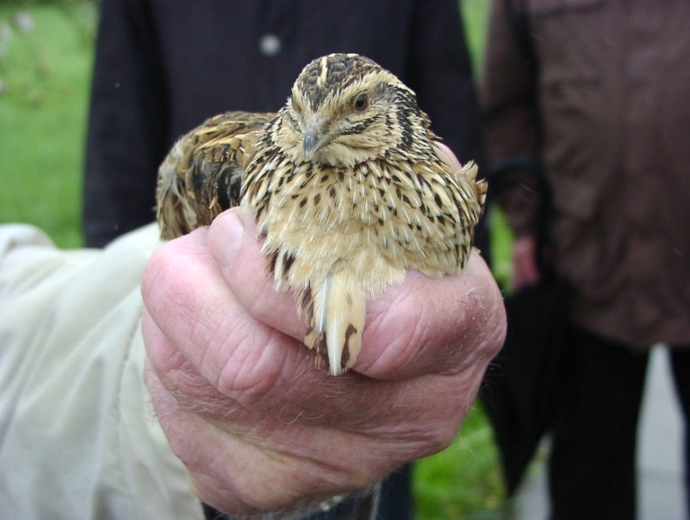 Wachtelpaare ausgewildert