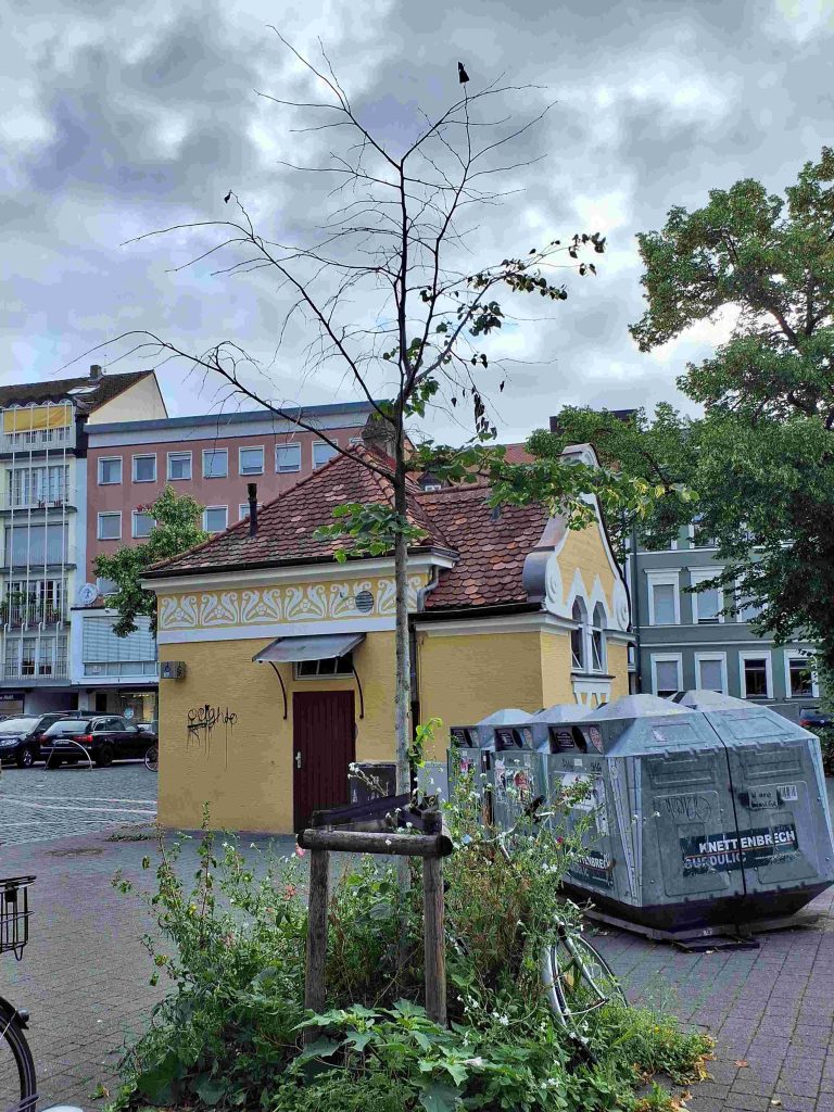 Absterbende Bäume werden entfernt