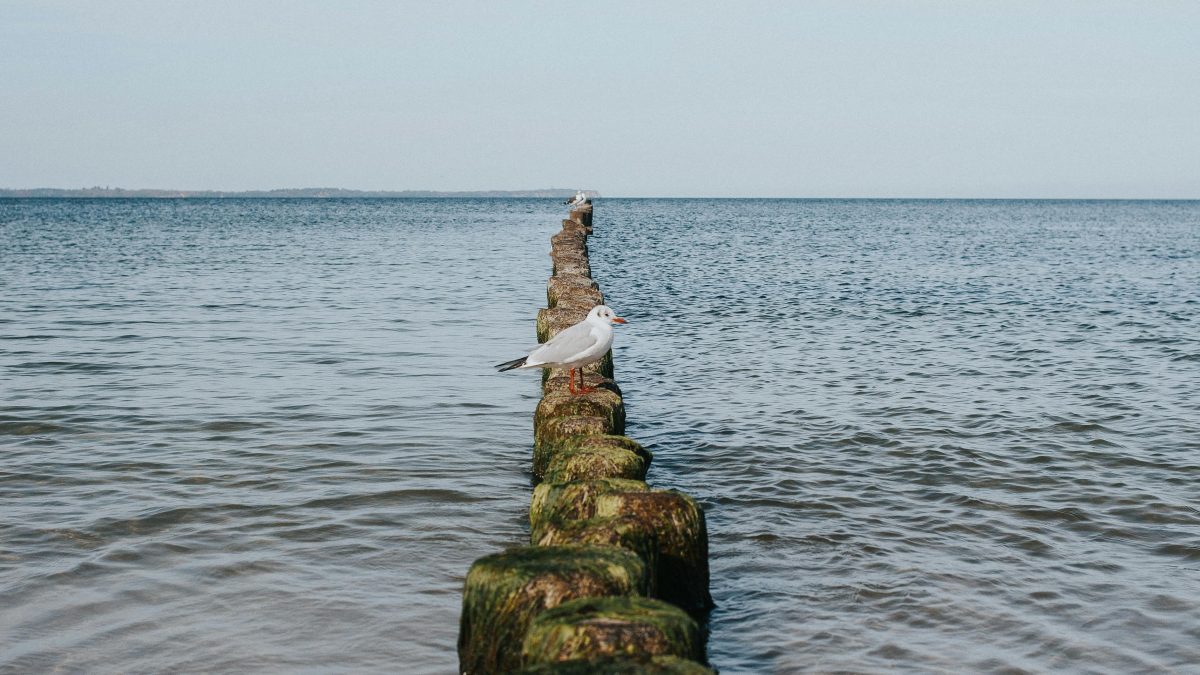 Umweltschützer aus Köln setzen sich für den Schutz des Ostseewals Timmy ein