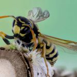 Warum Wespen und Bienen die häufigsten Todesursachen in Deutschland sind