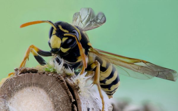 Warum Wespen und Bienen die häufigsten Todesursachen in Deutschland sind