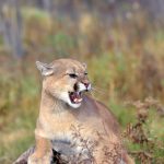 Puma in der Nähe des Münchner Flughafens: Bevölkerung wird zur Wachsamkeit aufgerufen